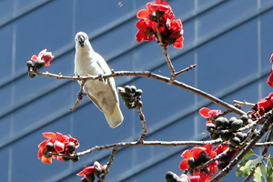 香港：木棉花開春意濃