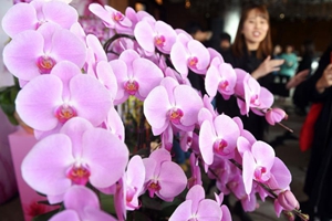 香港迎春年花亮相 超大蘭花組合吸引眼球