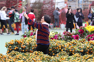 香港：選購花卉迎佳節