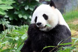 香港海洋公園悉心照料全球最年長大熊貓